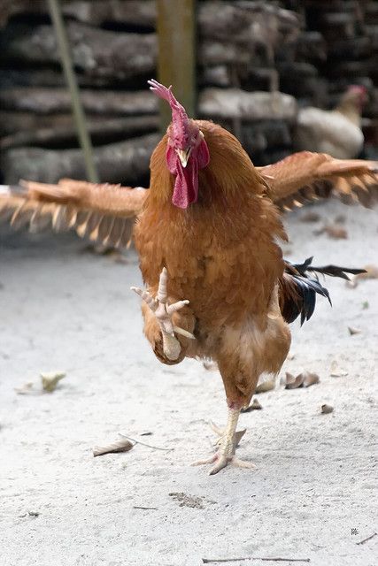 Chicky Run: Nikmati Sensasi Berlari dengan Tantangan Seru!